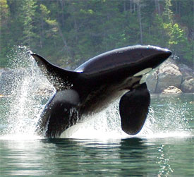 Aboriginal Journeys, wildlife and adventure tours Campbell River, BC