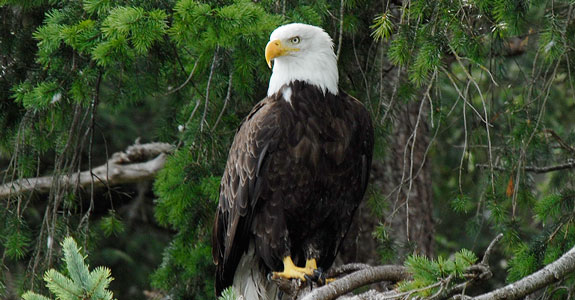 Bald Eagle in the Outer Discovery Islands